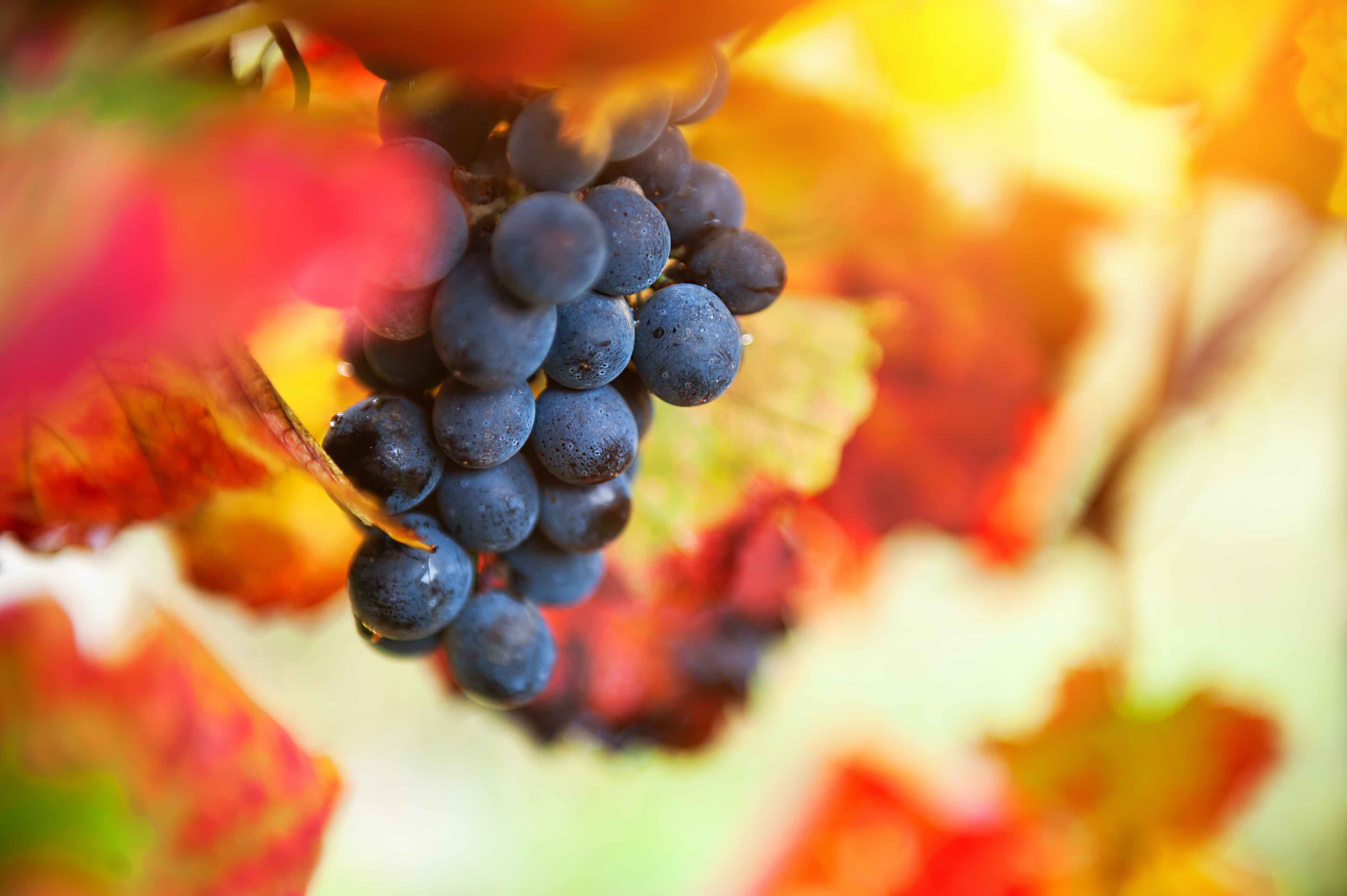 Rietvallei Wine Estate